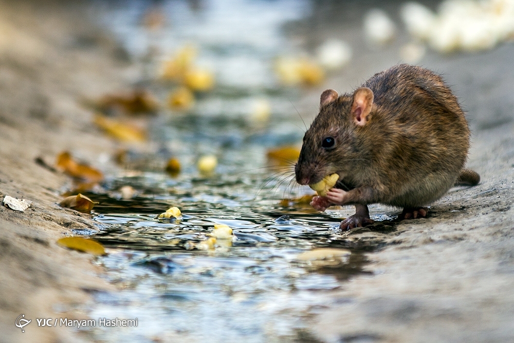 تصاویر: معضل بزرگ موش&zwnj;های خیابانی در تهران