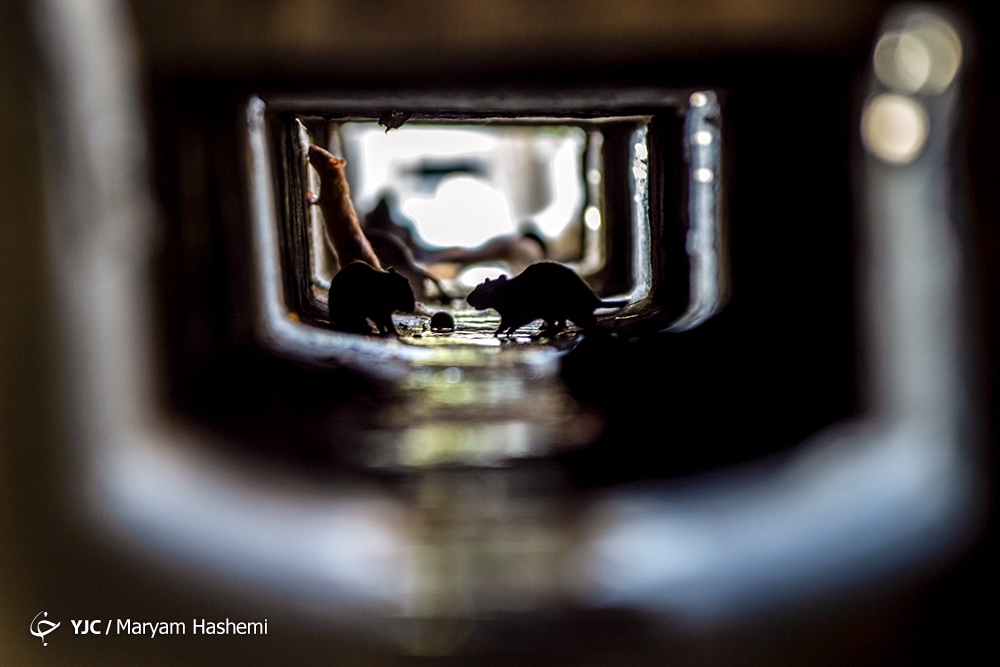 تصاویر: معضل بزرگ موش&zwnj;های خیابانی در تهران