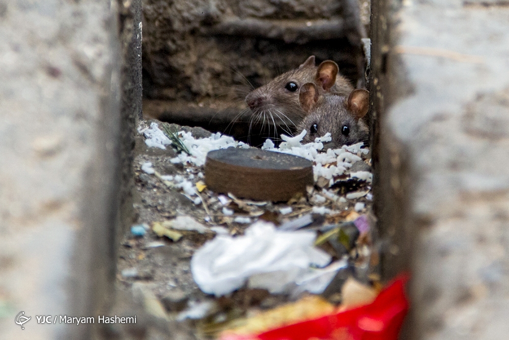 تصاویر: معضل بزرگ موش&zwnj;های خیابانی در تهران