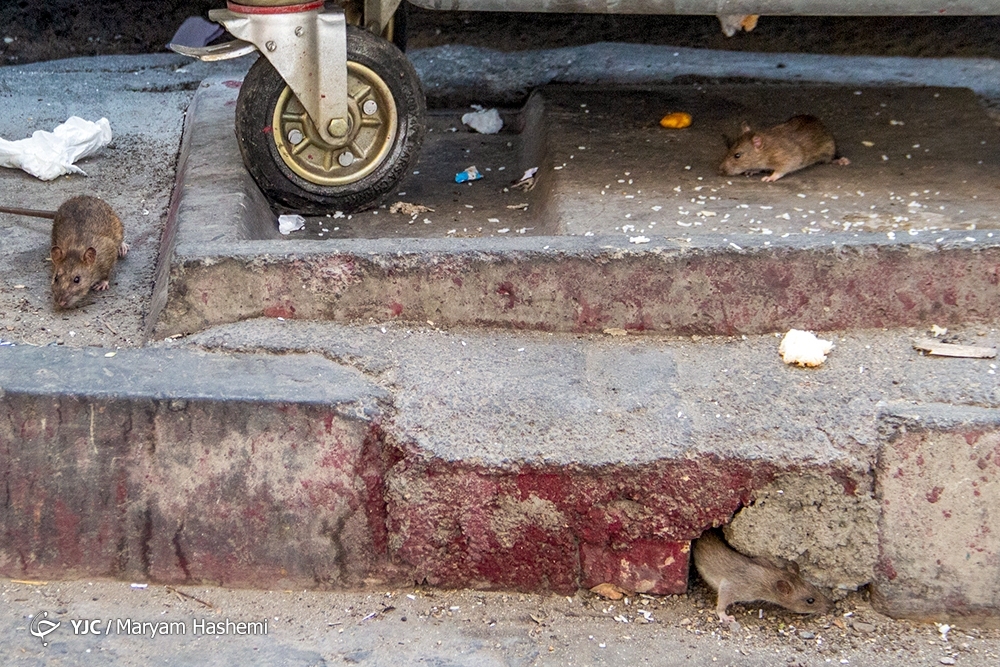 تصاویر: معضل بزرگ موش&zwnj;های خیابانی در تهران