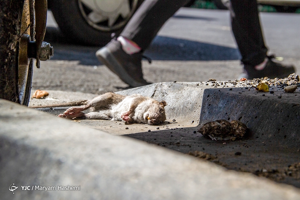 تصاویر: معضل بزرگ موش&zwnj;های خیابانی در تهران