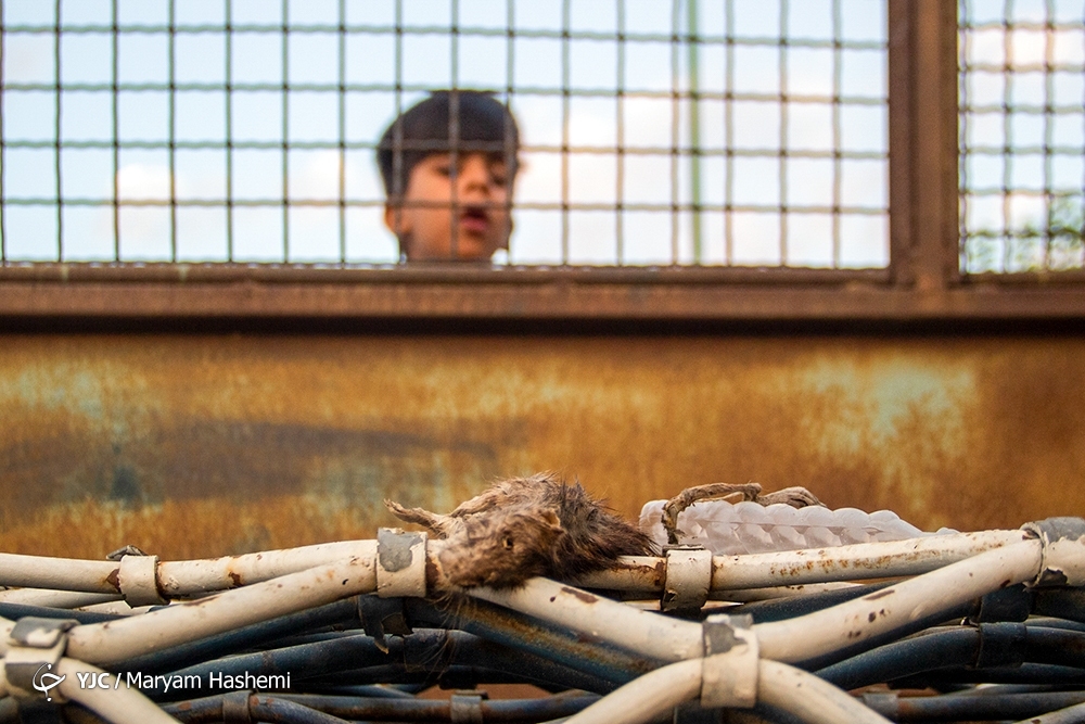 تصاویر: معضل بزرگ موش&zwnj;های خیابانی در تهران