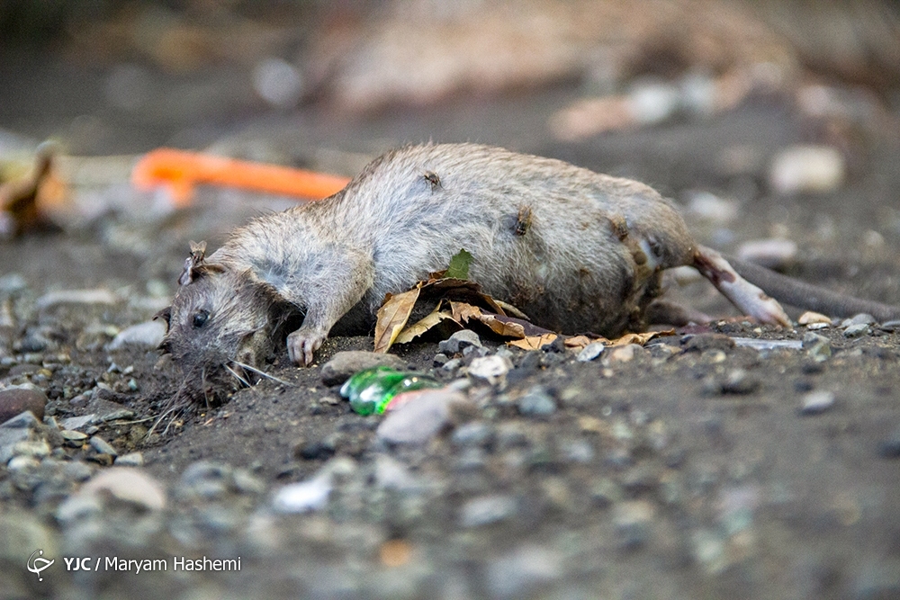 تصاویر: معضل بزرگ موش&zwnj;های خیابانی در تهران