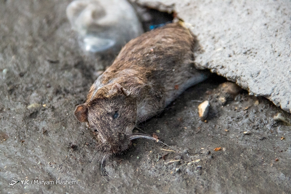 تصاویر: معضل بزرگ موش&zwnj;های خیابانی در تهران