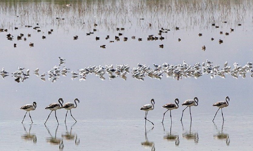 جزایر دریاچه ارومیه به خشکی متصل شدند/ کاهش مهاجرت پرندگان در پی خشک شدن دریا‌چه ارومیه