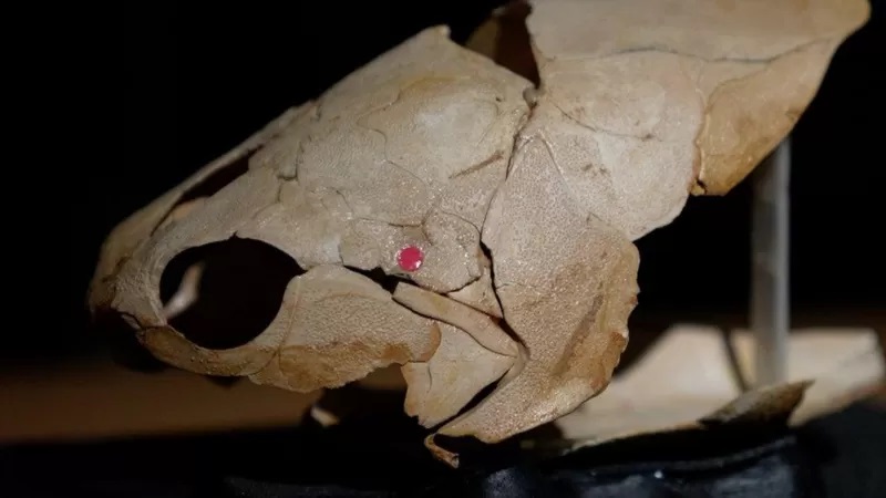 شناسایی قدیمی‌ترین قلب جهان در فسیل یک ماهی ۳۸۰ میلیون ساله