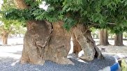 ویدیو / آتش گرفتن درخت چنار ۷۵۰ ساله از ریشه در «درمیان»