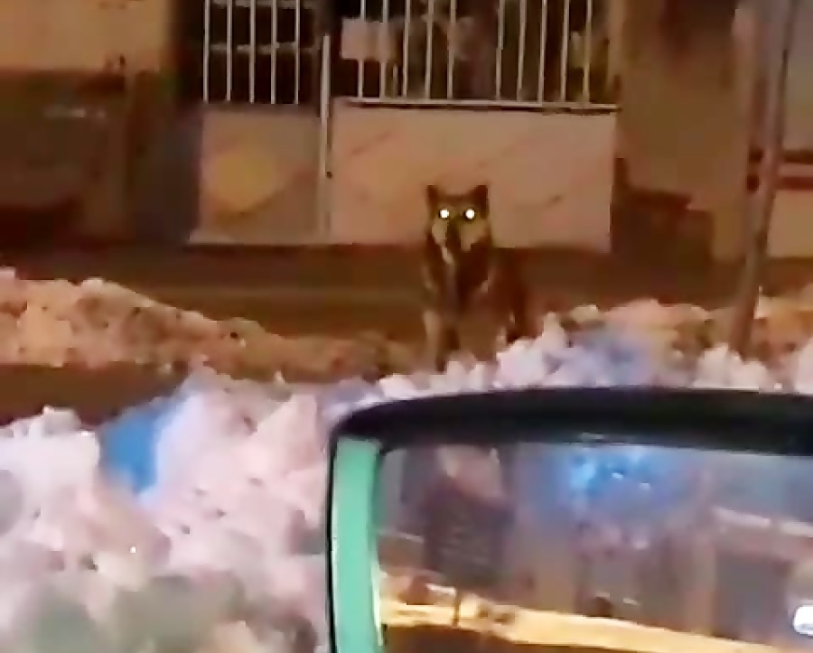 مشاهده گرگ در محله سوهانک تهران / پس از سگهای ولگرد، گرگها هم به نزدیکی پایتخت رسیدند مشاهده گرگ در محله سوهانک تهران / پس از سگهای ولگرد، گرگها هم به نزدیکی پایتخت رسیدند