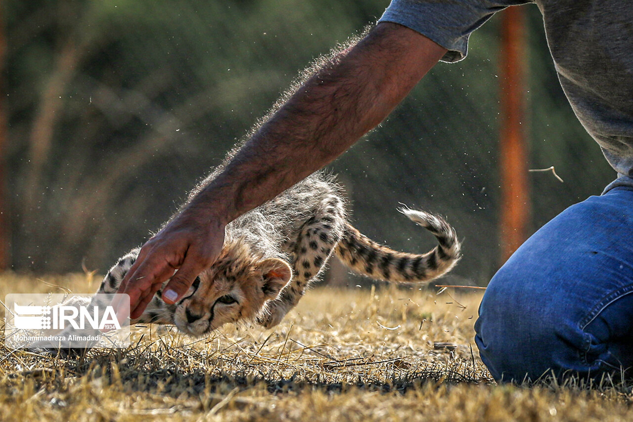 تصاویر: پیروز؛ توله یوز توران