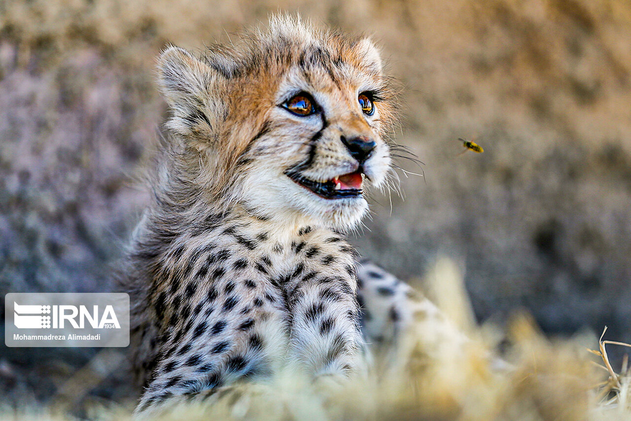 تصاویر: پیروز؛ توله یوز توران