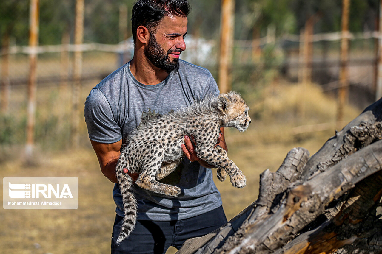 تصاویر: پیروز؛ توله یوز توران