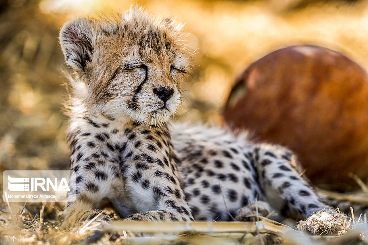 تصاویر: پیروز؛ توله یوز توران