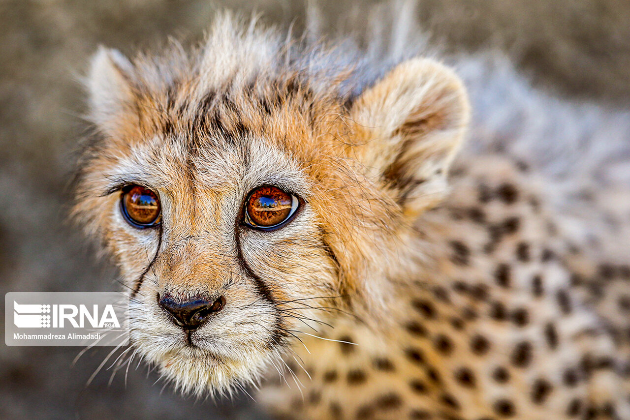 تصاویر: پیروز؛ توله یوز توران