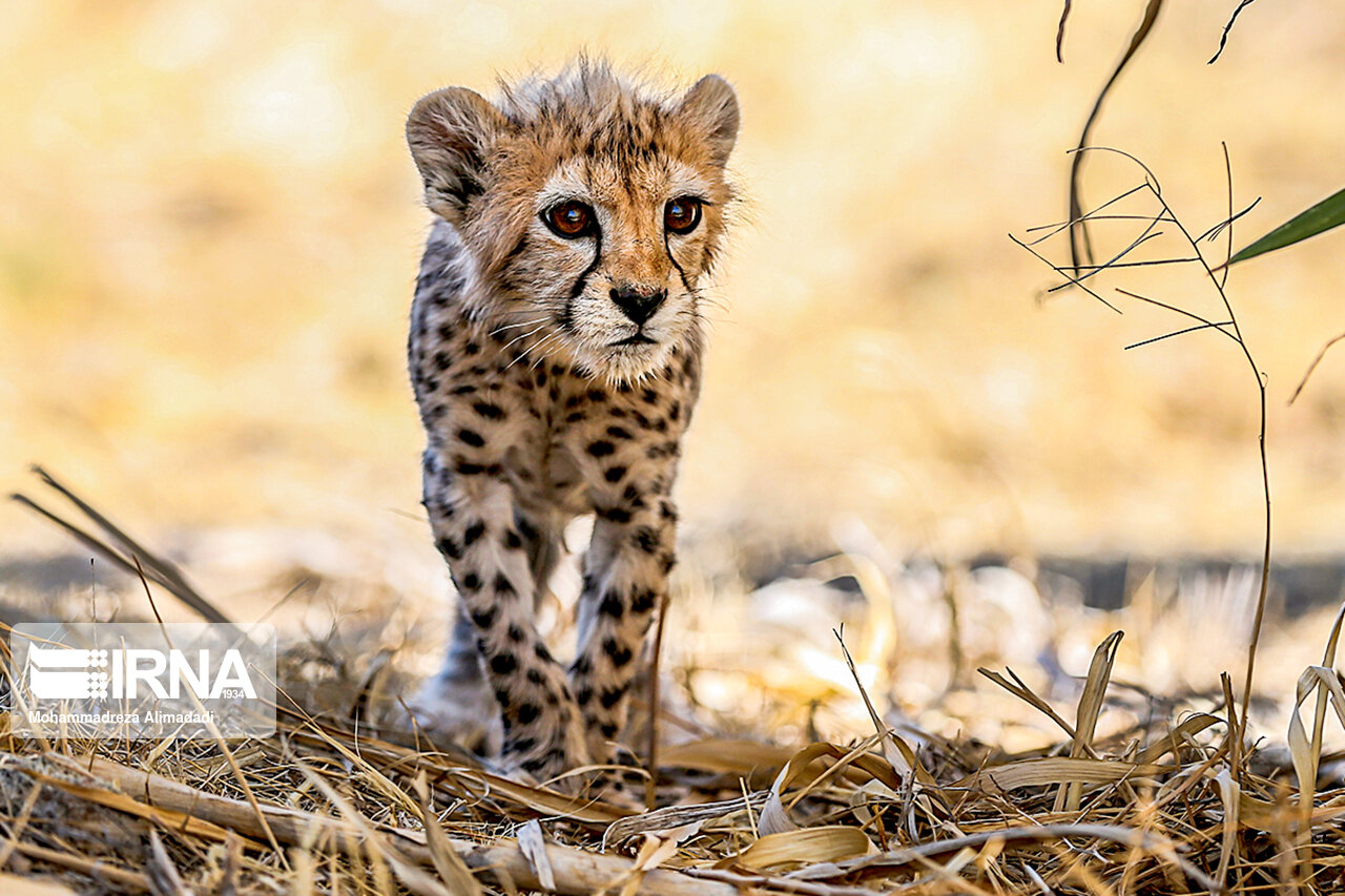 تصاویر: پیروز؛ توله یوز توران