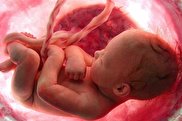 ویدیو / تصاویر حیرت‌انگیز از واکنش جنین در رحم مادر به مزه و بو