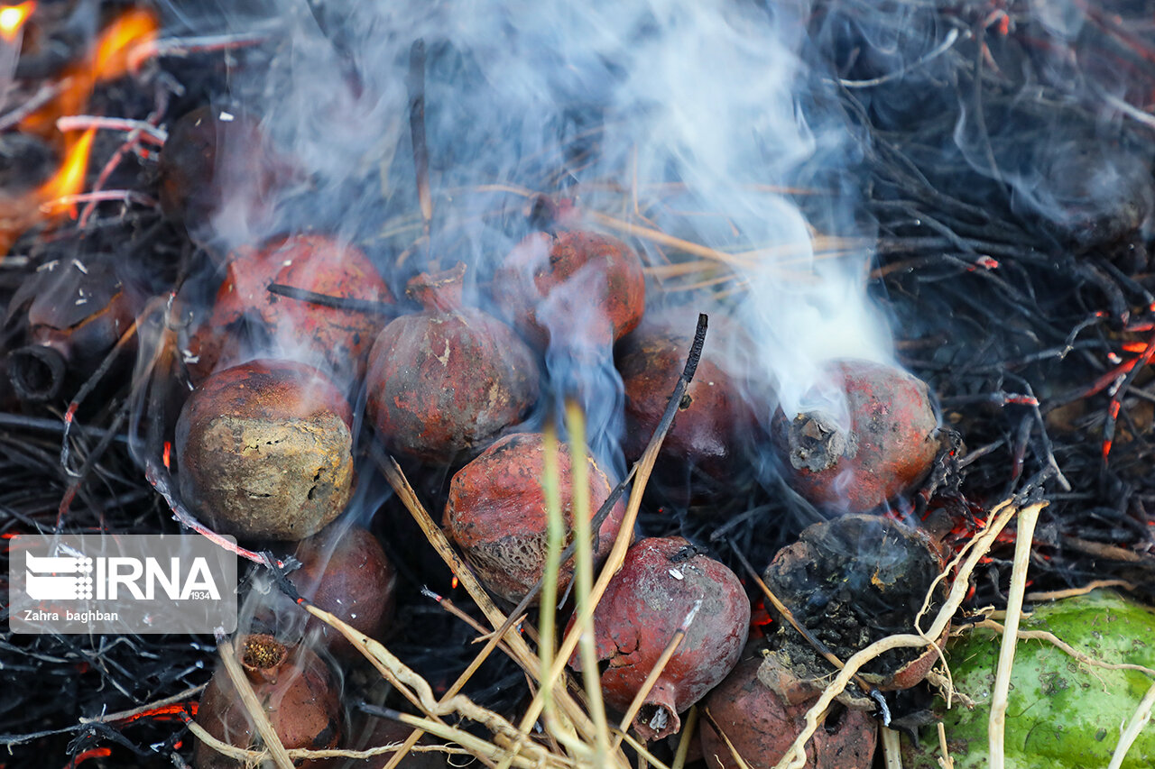 تصاویر: هجوم آفت به باغات انار