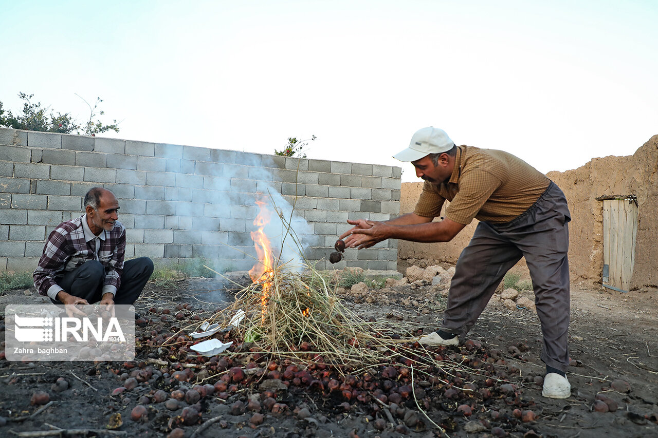 تصاویر: هجوم آفت به باغات انار