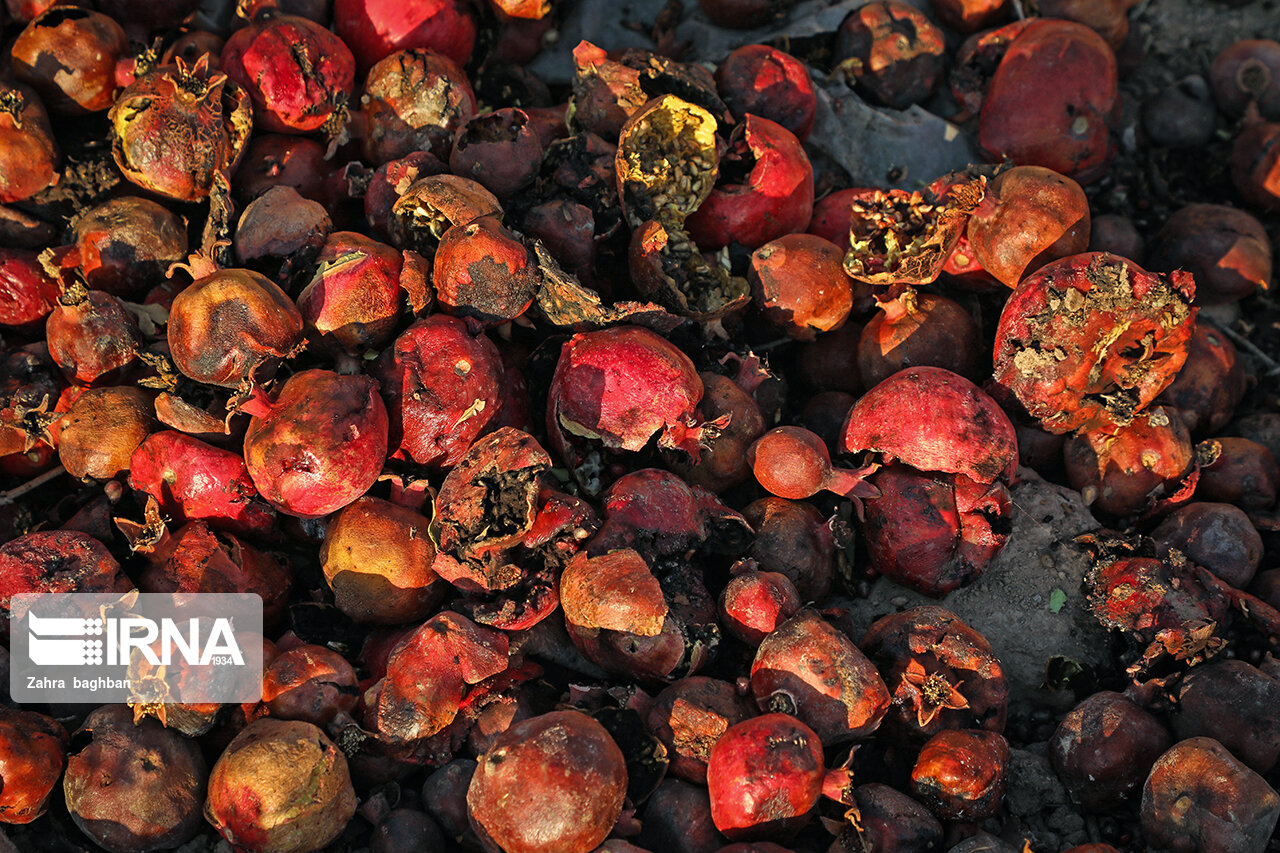 تصاویر: هجوم آفت به باغات انار