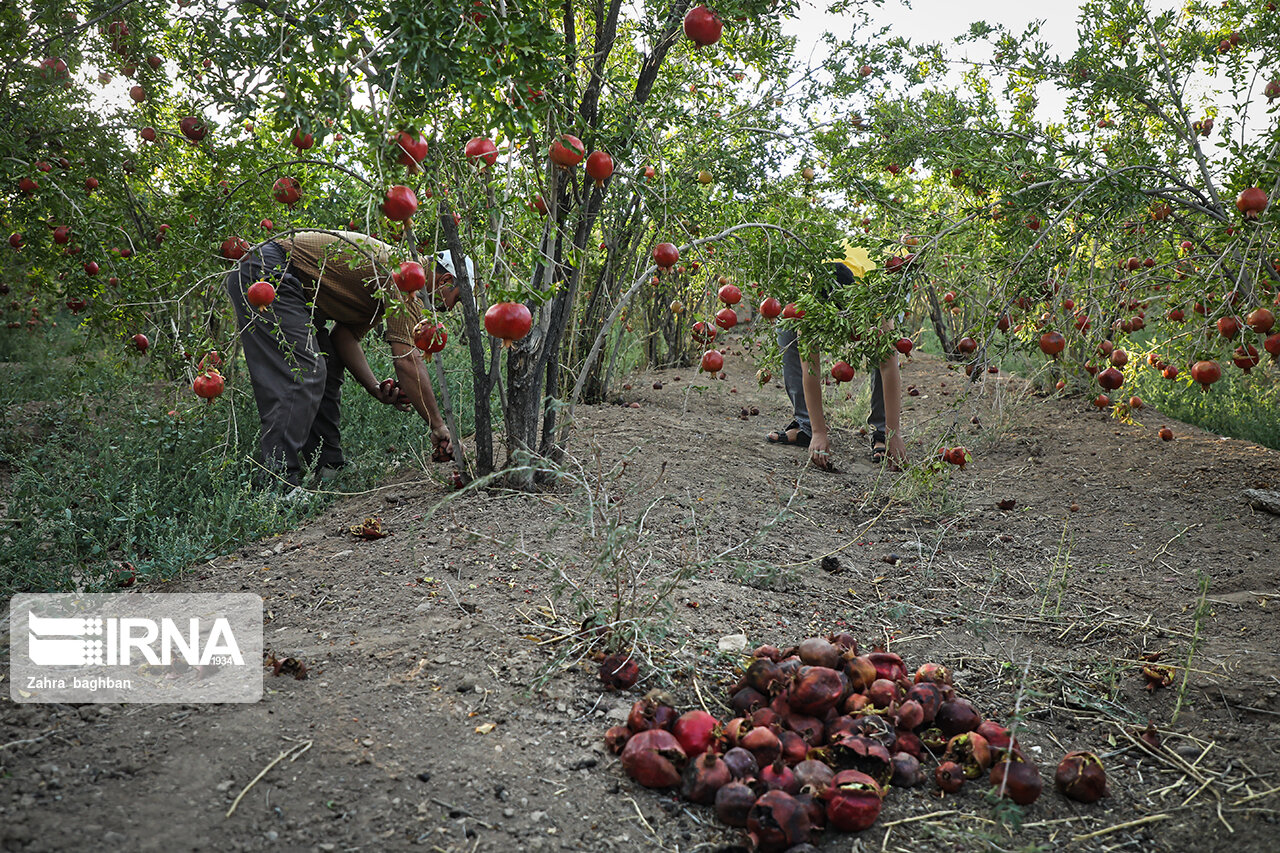 تصاویر: هجوم آفت به باغات انار