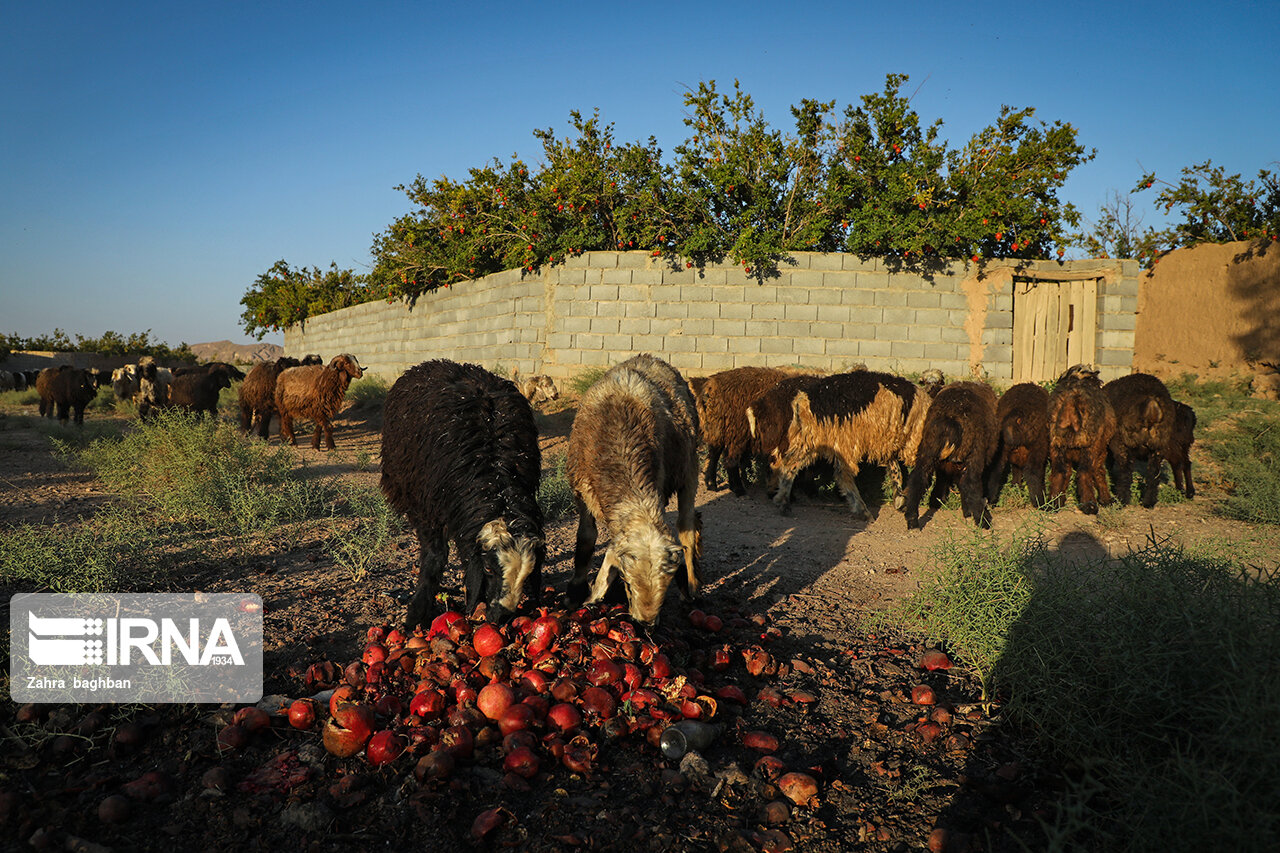 تصاویر: هجوم آفت به باغات انار