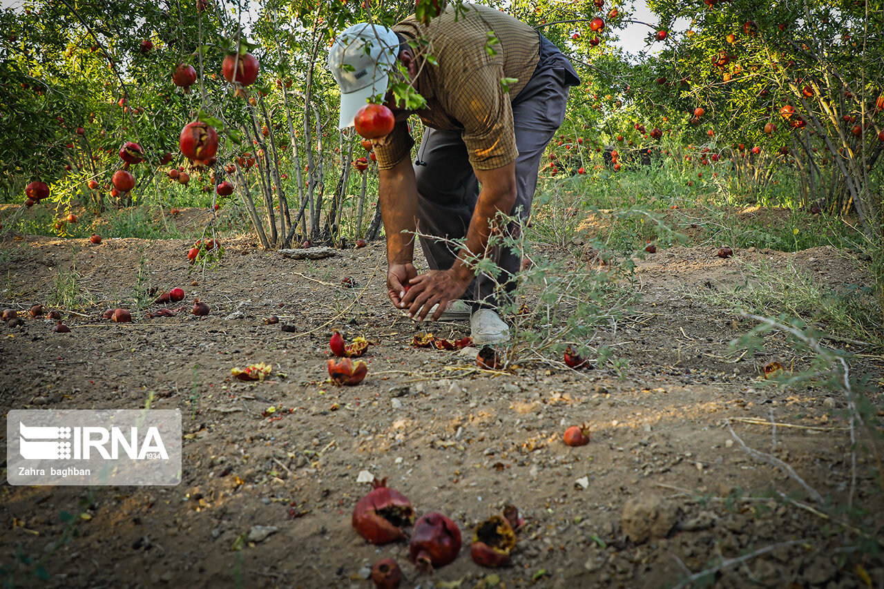 تصاویر: هجوم آفت به باغات انار