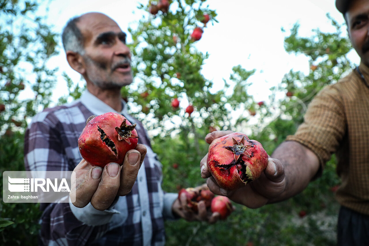 تصاویر: هجوم آفت به باغات انار
