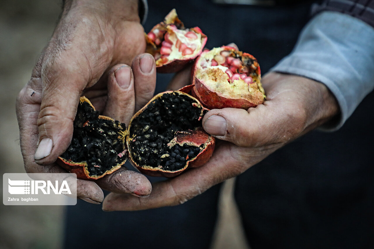 تصاویر: هجوم آفت به باغات انار