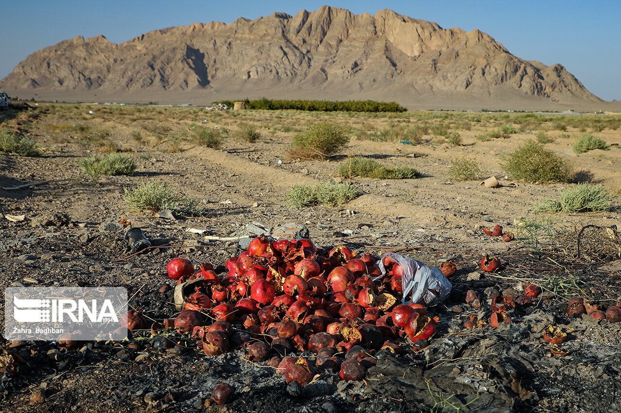 تصاویر: هجوم آفت به باغات انار