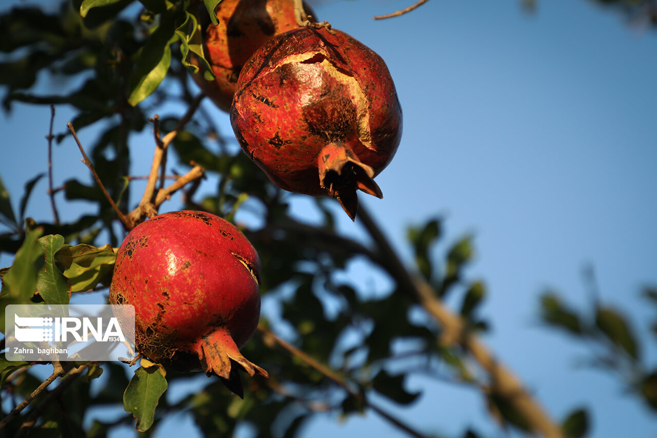 تصاویر: هجوم آفت به باغات انار