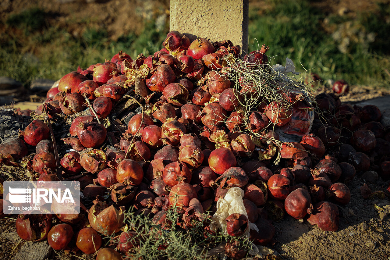 تصاویر: هجوم آفت به باغات انار