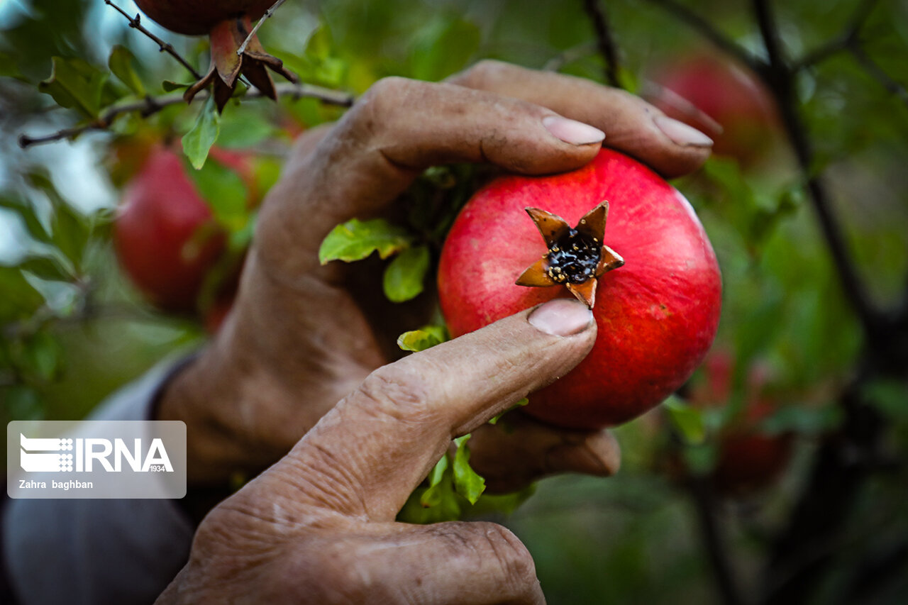 تصاویر: هجوم آفت به باغات انار