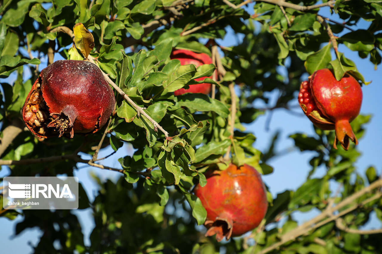تصاویر: هجوم آفت به باغات انار