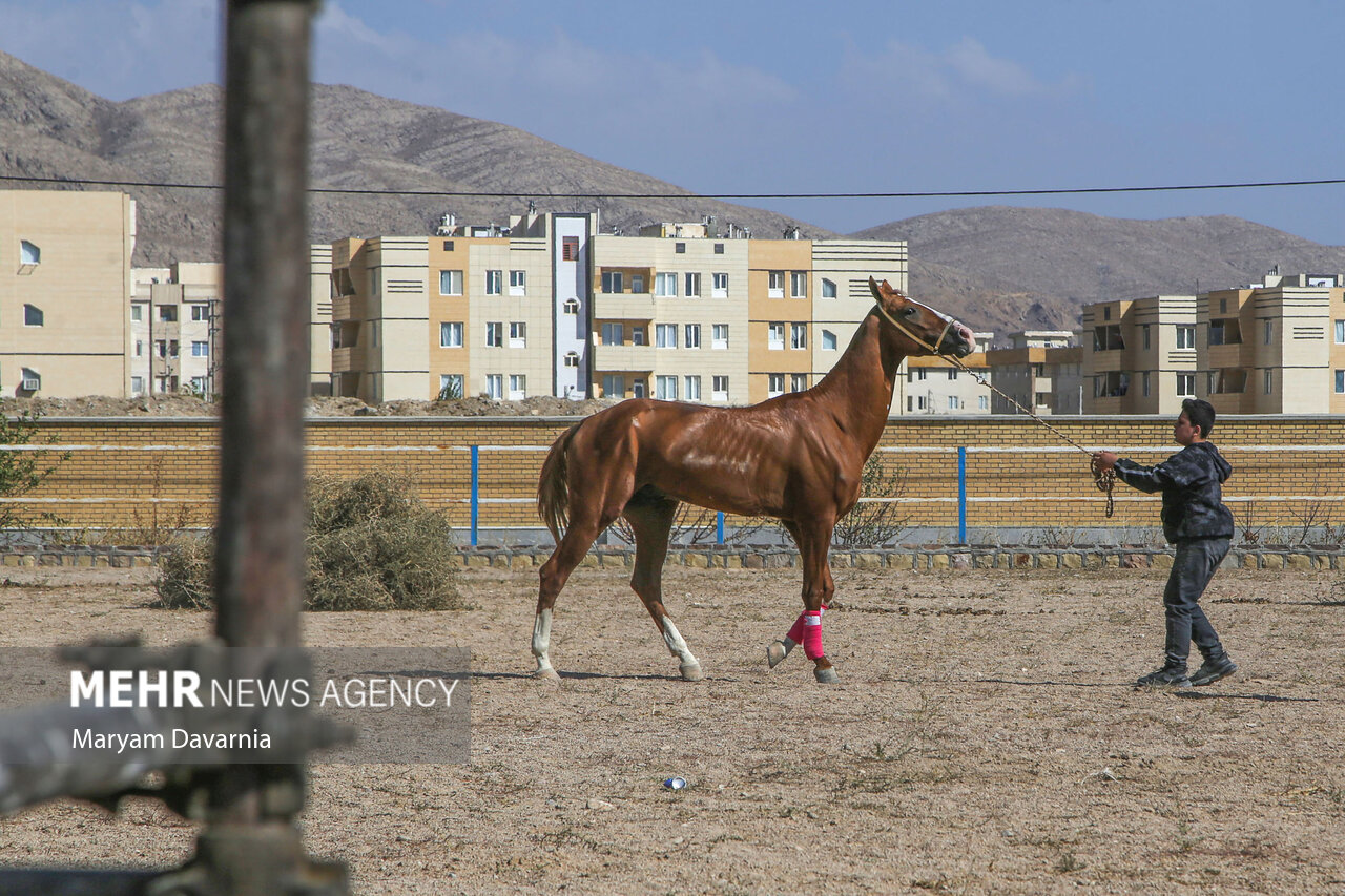تصاویر: نخستین همایش ملی سلیمی‌های ترکمن