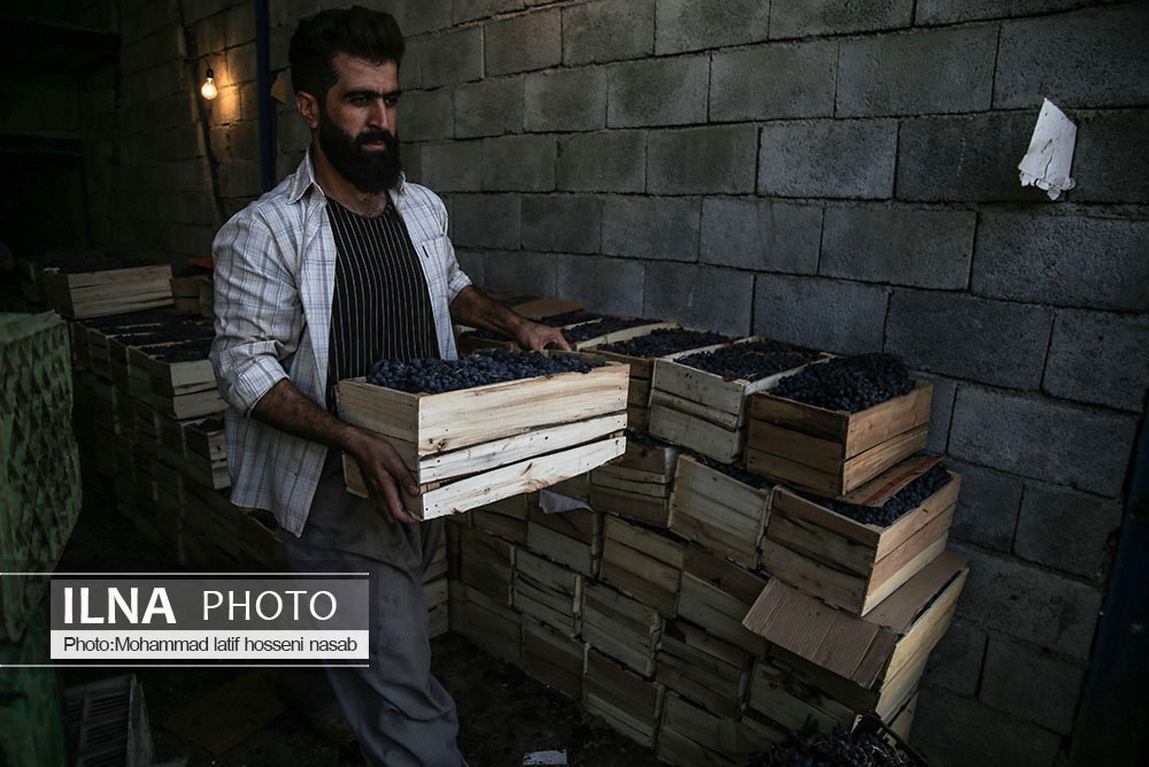 تصاویر: برداشت انگور سیاه در کردستان