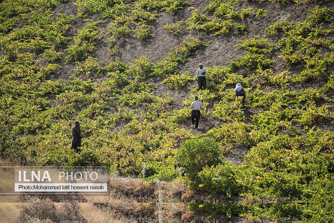 تصاویر: برداشت انگور سیاه در کردستان