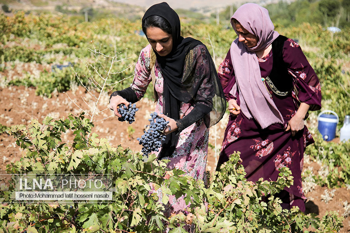 تصاویر: برداشت انگور سیاه در کردستان