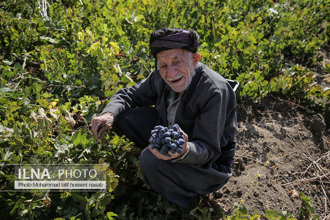 تصاویر: برداشت انگور سیاه در کردستان
