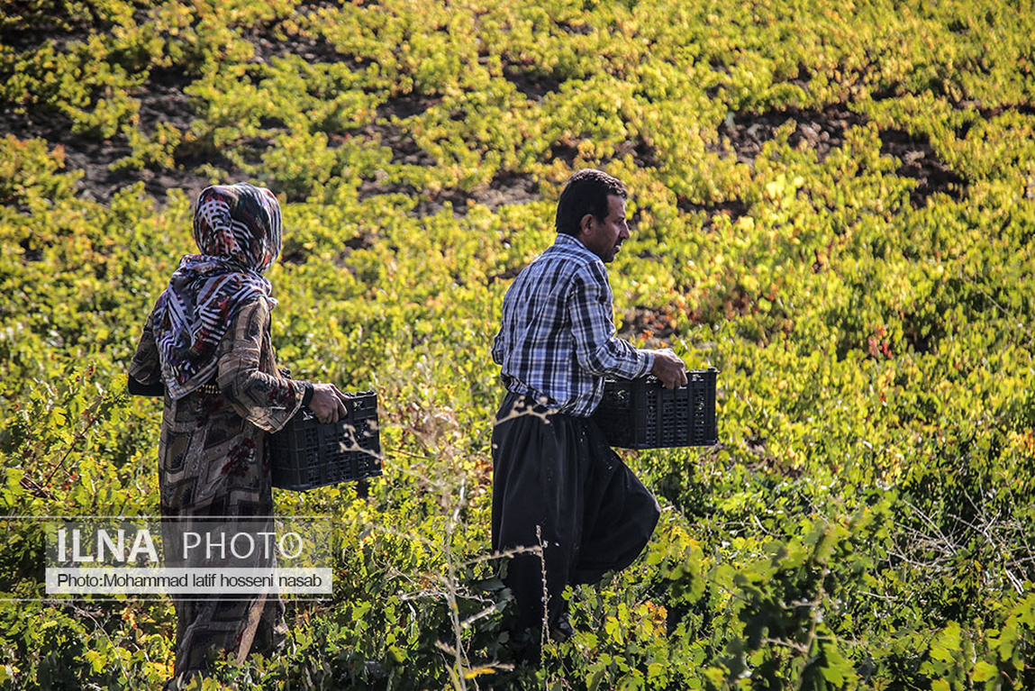تصاویر: برداشت انگور سیاه در کردستان