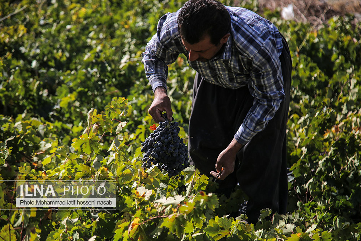 تصاویر: برداشت انگور سیاه در کردستان
