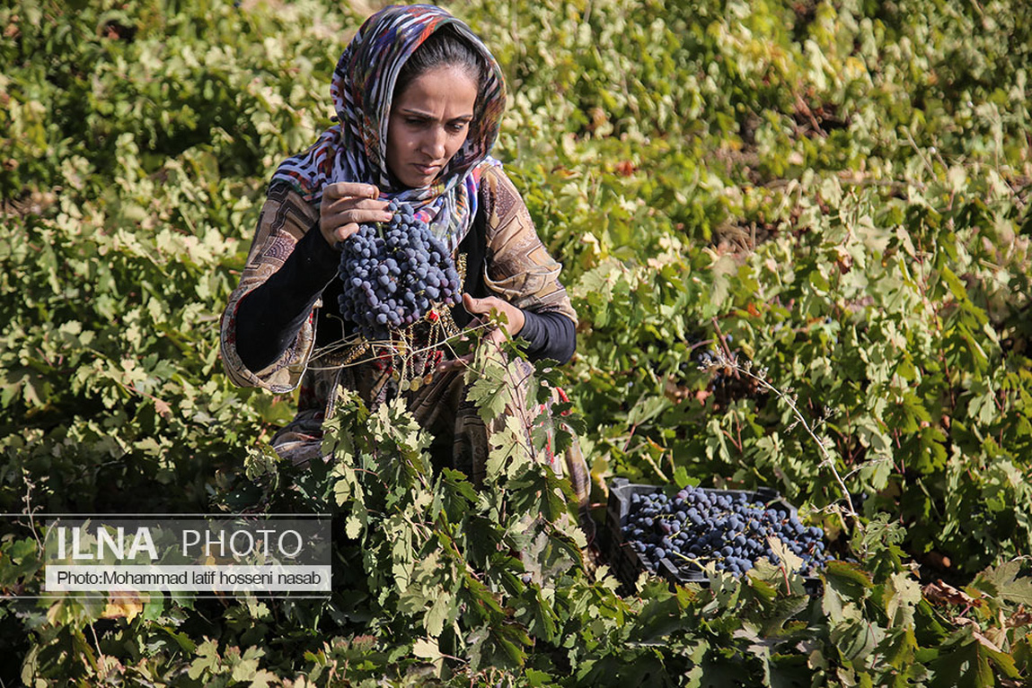 تصاویر: برداشت انگور سیاه در کردستان