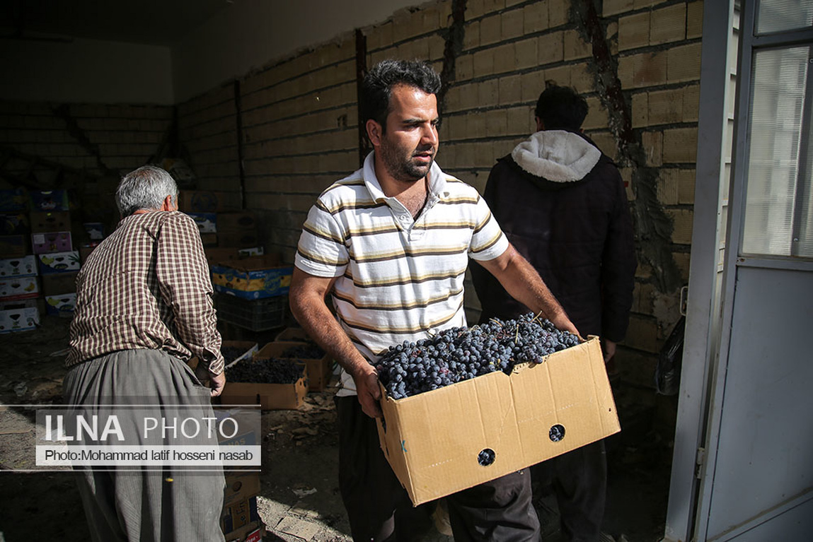 تصاویر: برداشت انگور سیاه در کردستان