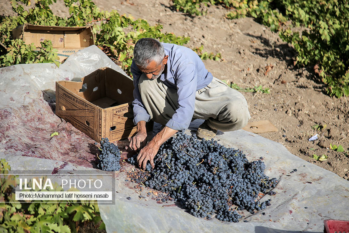 تصاویر: برداشت انگور سیاه در کردستان