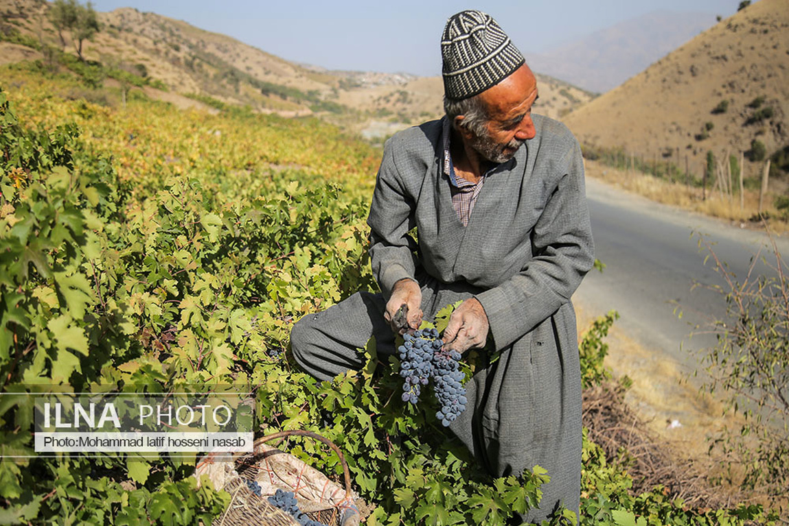 تصاویر: برداشت انگور سیاه در کردستان