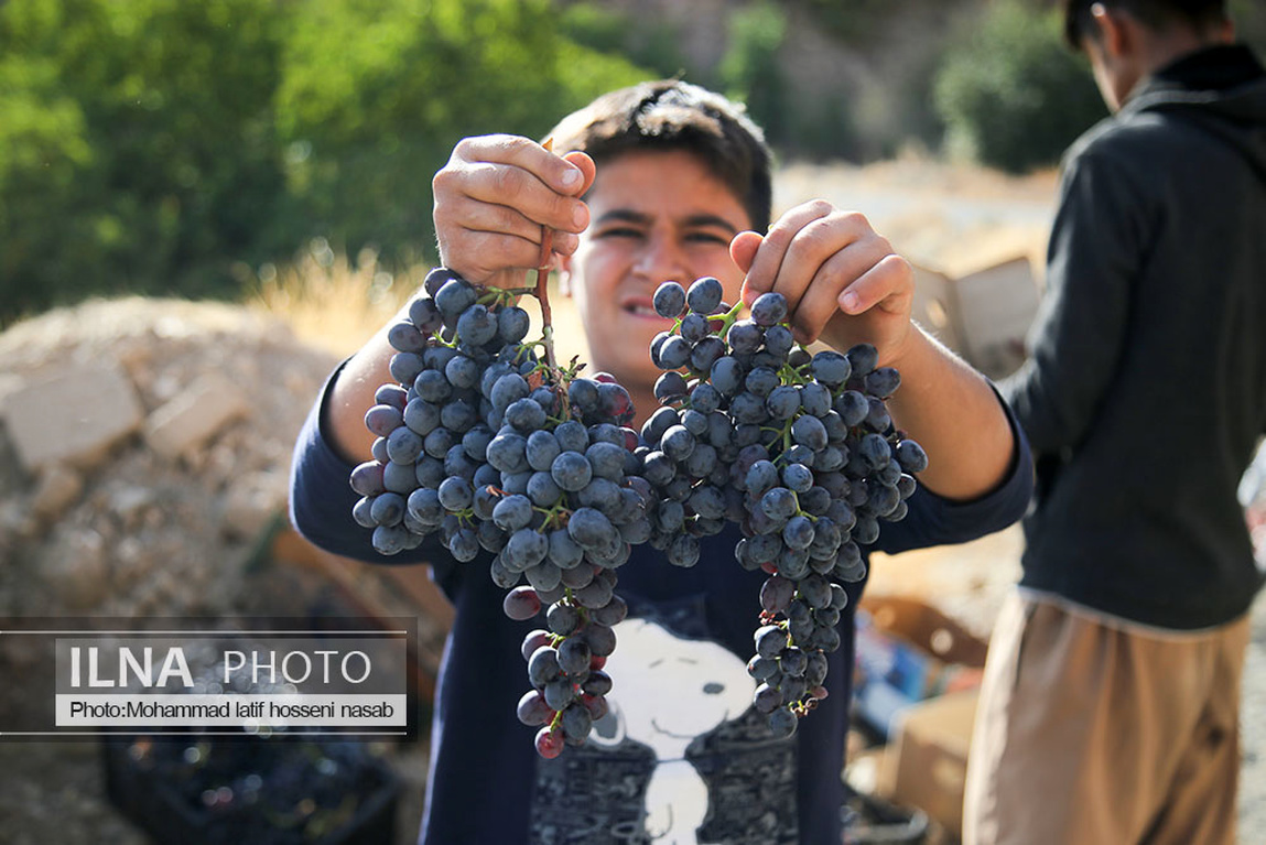 تصاویر: برداشت انگور سیاه در کردستان