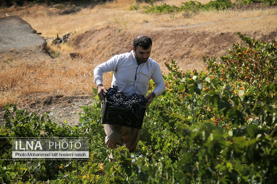 تصاویر: برداشت انگور سیاه در کردستان