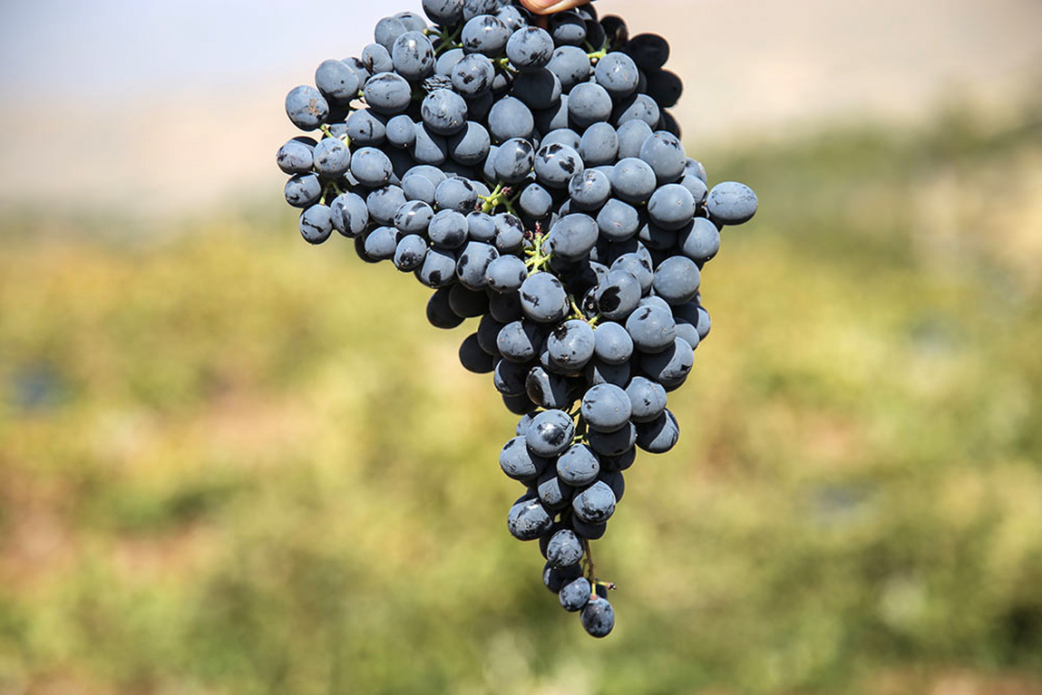 تصاویر: برداشت انگور سیاه در کردستان