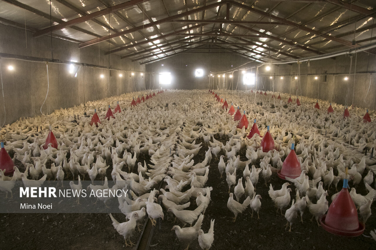 تصاویر: به مناسبت روز جهانی تخم مرغ
