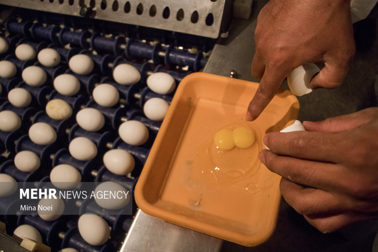 تصاویر: به مناسبت روز جهانی تخم مرغ