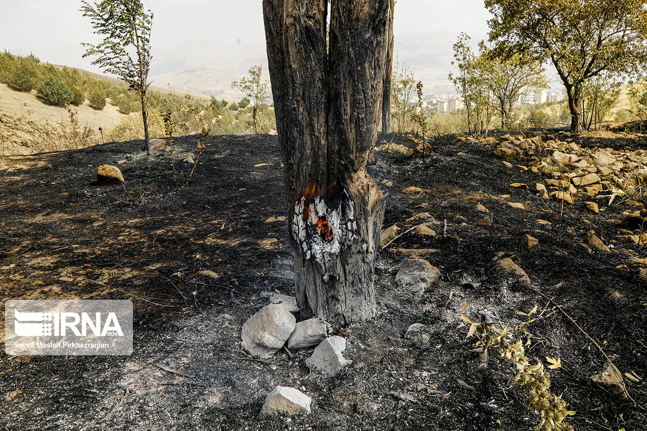 تصاویر: آتش سوزی در پارک جنگلی آبیدر