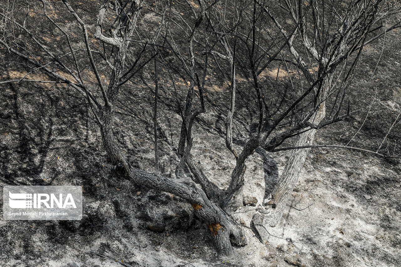 تصاویر: آتش سوزی در پارک جنگلی آبیدر